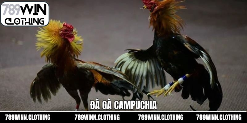Đá Gà Camphuchia - Nơi Hội Tụ Những Màn So Tài Kịch Tính
