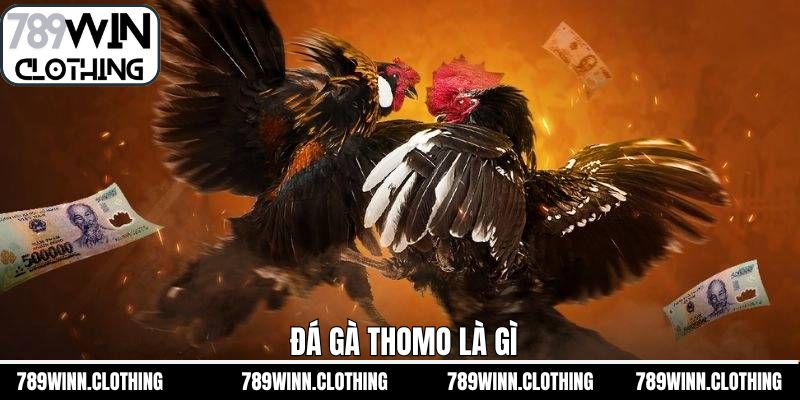 Đá Gà Thomo Là Gì - Hình Thức Cá Cược Hấp Dẫn Tại 789Win