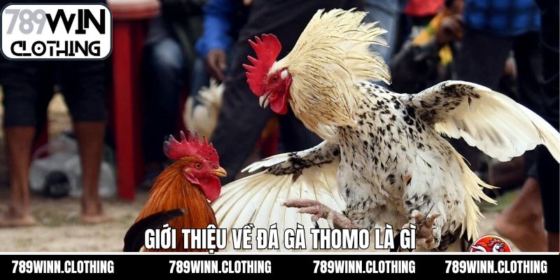 Tổng quan đôi nét về đá gà Thomo là gì