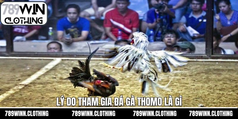 Lý do của hình thức đá gà Thomo là gì